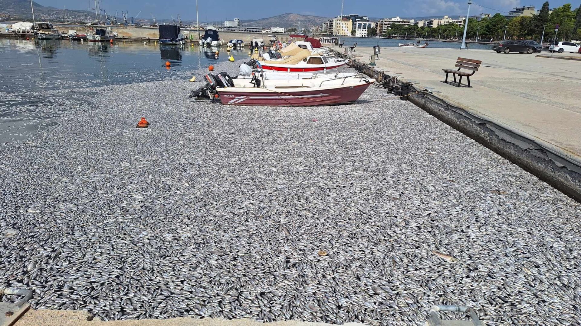 Στη ΒΙΠΕ Λάρισας για καύση τα νεκρά ψάρια του Βόλου